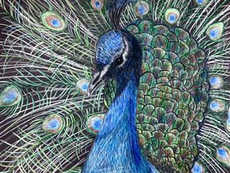 Peacock Drawing